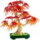 Vöröslevelű japán juhar bonsai