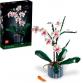 Orchidea