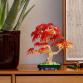Vöröslevelű japán juhar bonsai