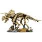 Dinoszaurusz maradványok: Triceratops