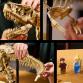 Dinoszaurusz maradványok: Tyrannosaurus rex