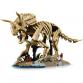 Dinoszaurusz maradványok: Triceratops