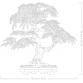 Vöröslevelű japán juhar bonsai