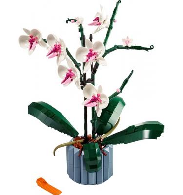 Orchidea