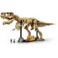 Dinoszaurusz maradványok: Tyrannosaurus rex