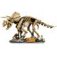 Dinoszaurusz maradványok: Triceratops