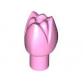 Virág (Tulipán)