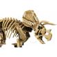 Dinoszaurusz maradványok: Triceratops