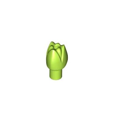 Virág (Tulipán)