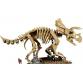 Dinoszaurusz maradványok: Triceratops